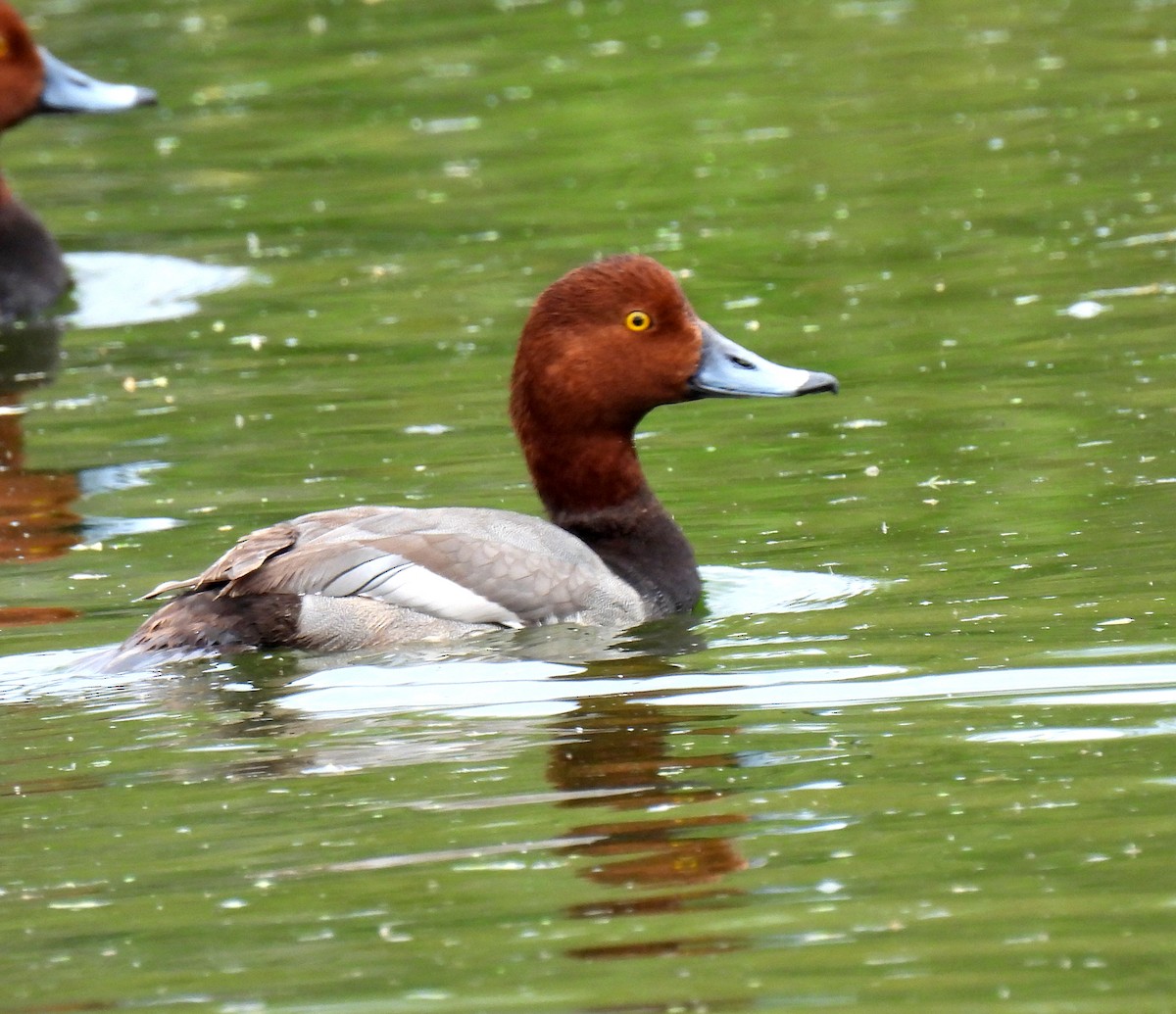 Fuligule à tête rouge - ML615733895