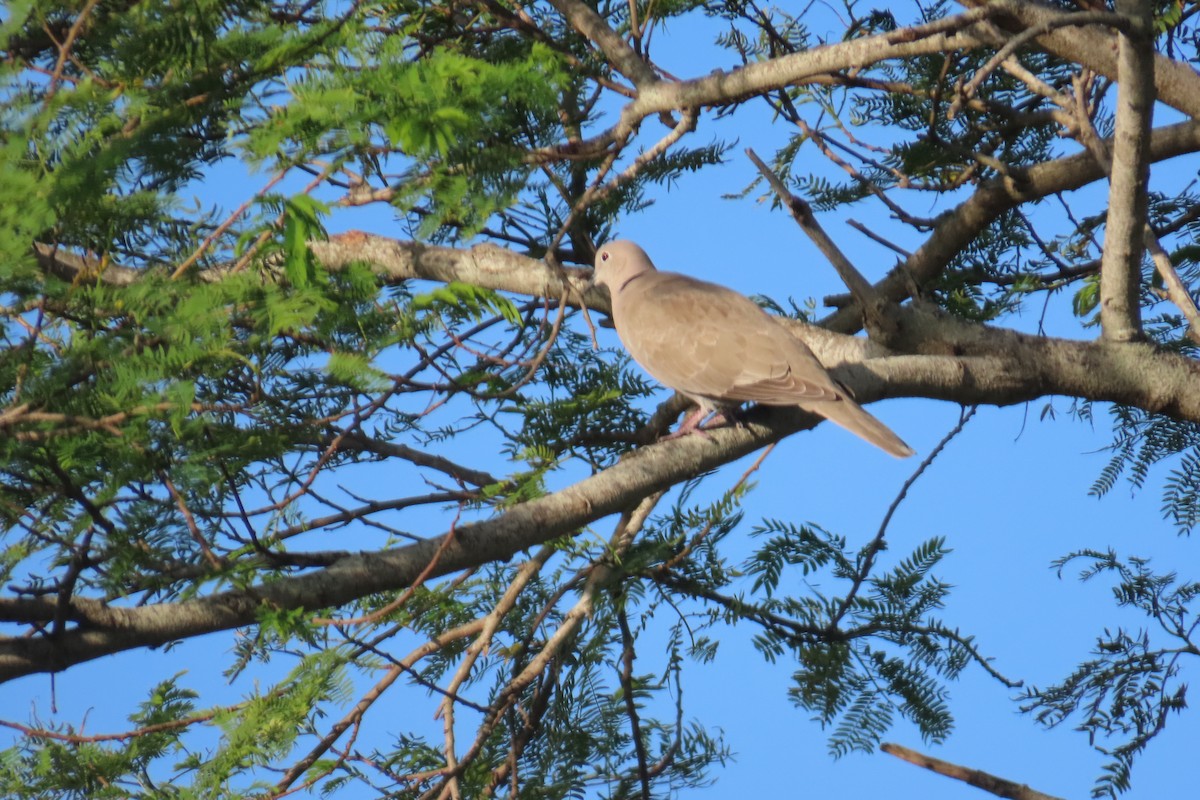Eurasian Collared-Dove - ML615733932