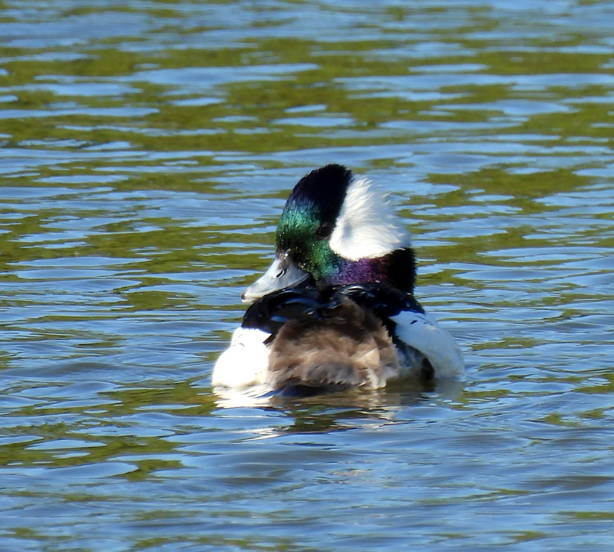 Bufflehead - Mary Tannehill