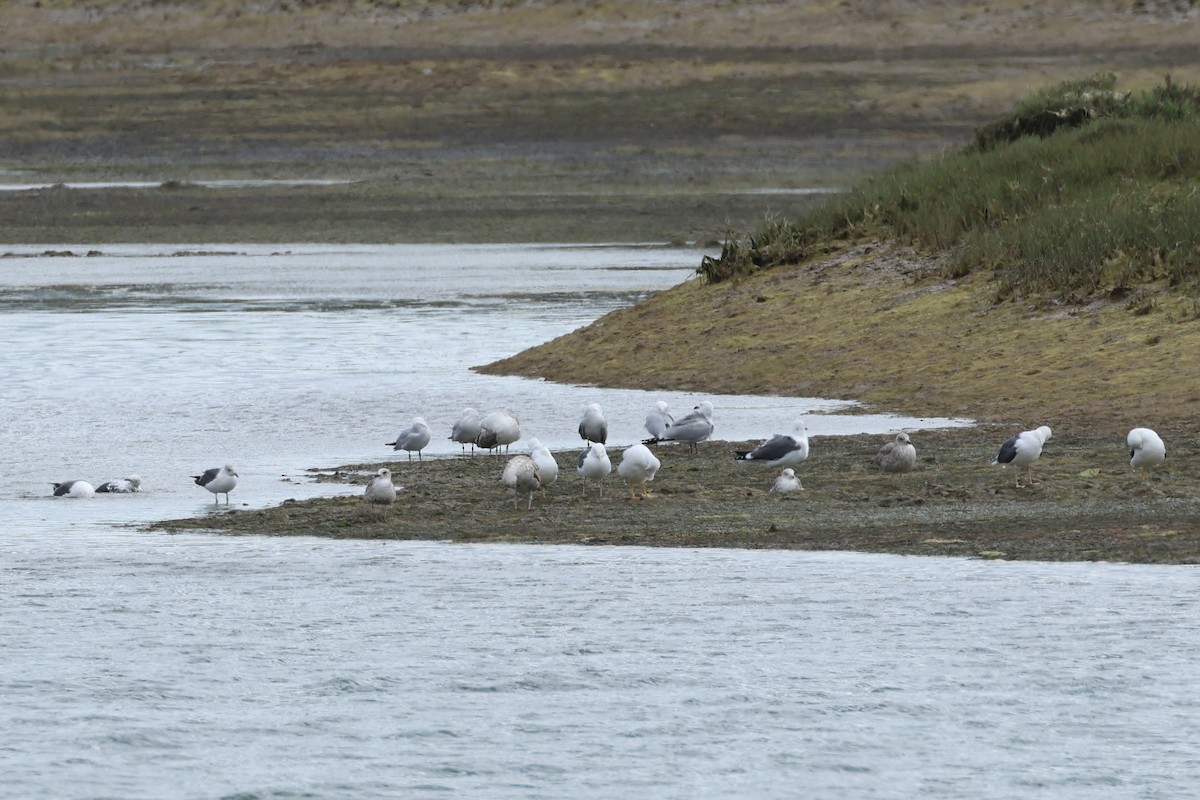 Бэсрэг цахлай - ML615733995