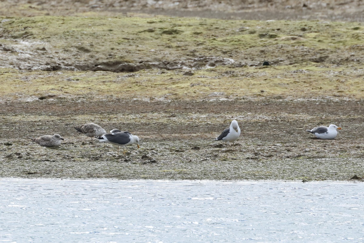 Бэсрэг цахлай - ML615733997