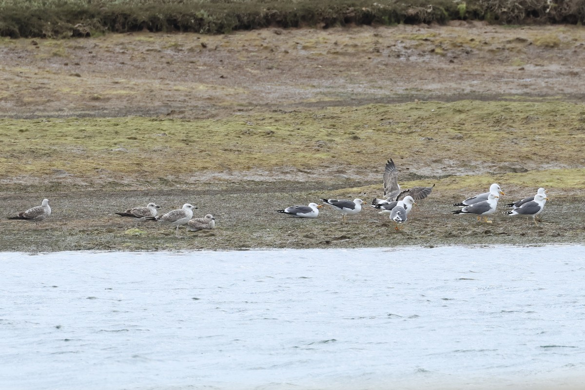 Бэсрэг цахлай - ML615733999