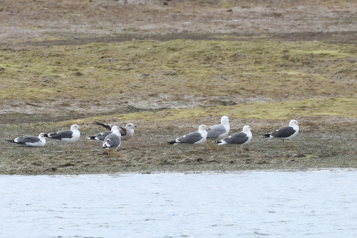 Бэсрэг цахлай - ML615734000