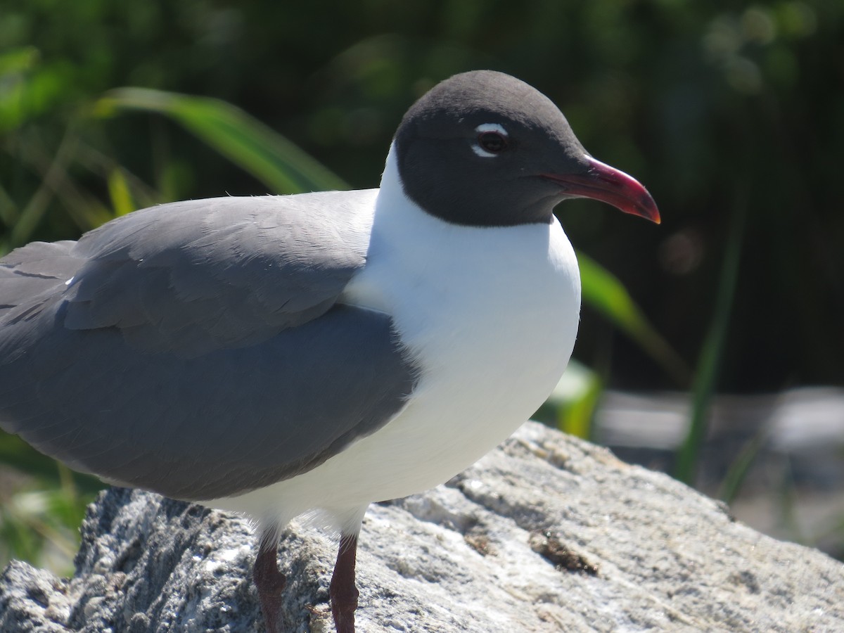 Laughing Gull - ML61573401