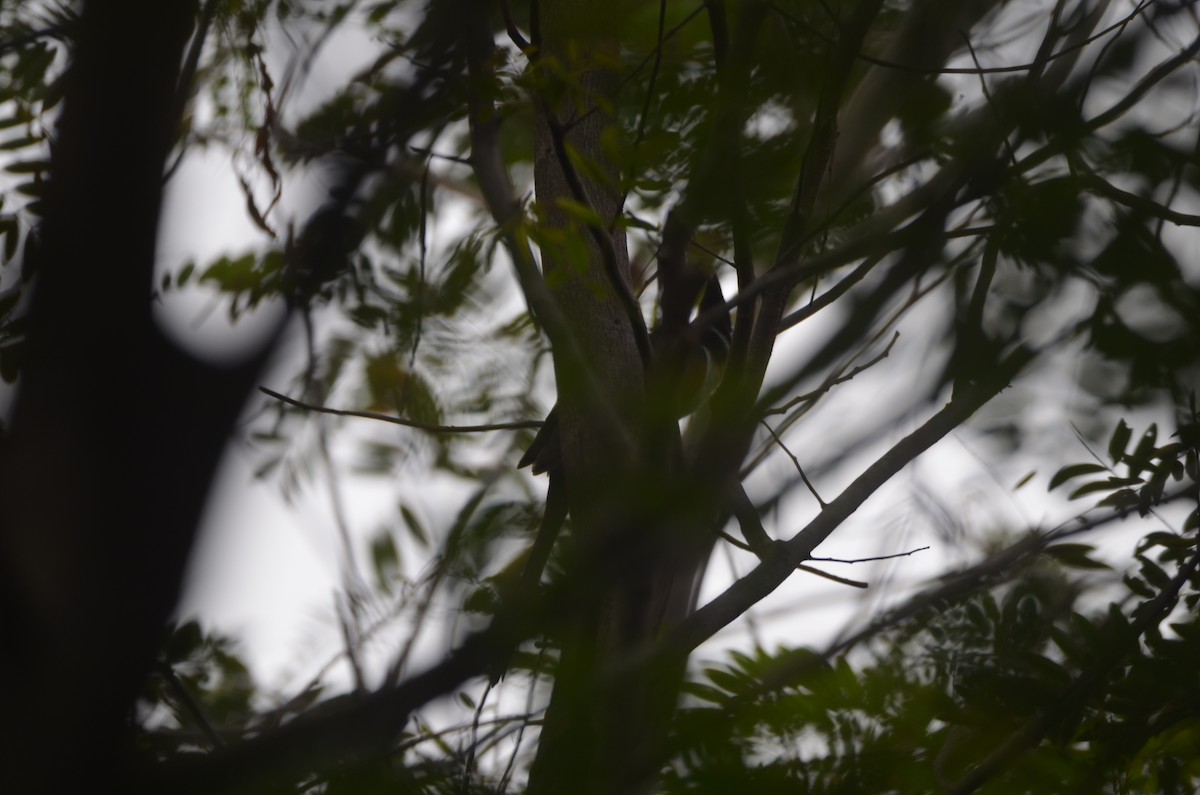 Chestnut-winged Cuckoo - Karthikeyan G B