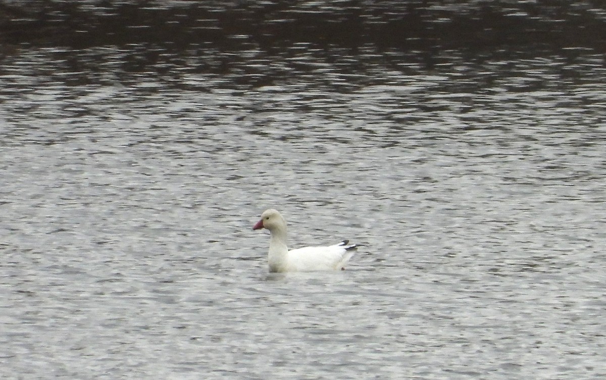 Ross's Goose - ML615734049