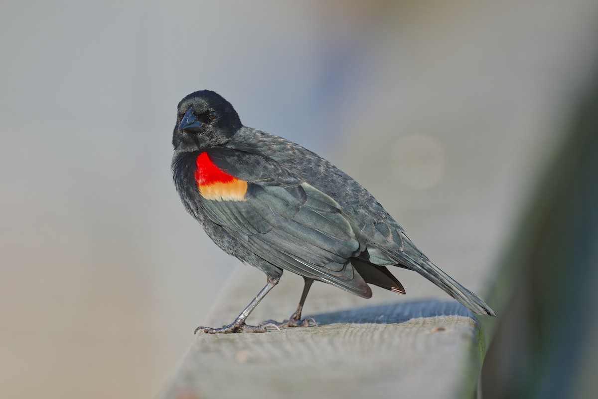 Red-winged Blackbird - Harlan Stewart