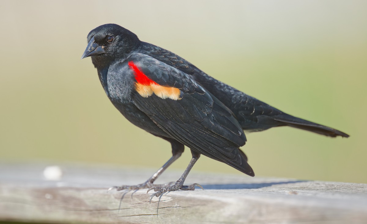 Red-winged Blackbird - Harlan Stewart