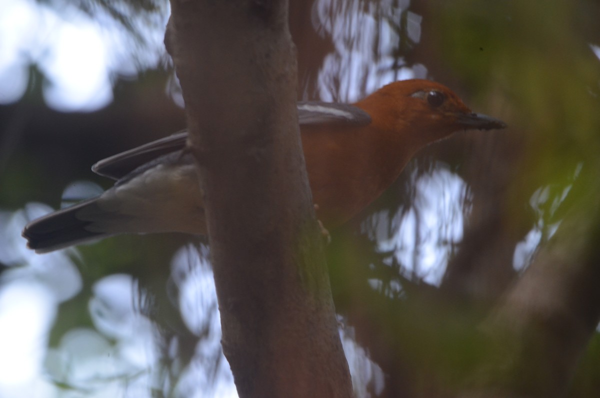 Orange-headed Thrush - ML615734083