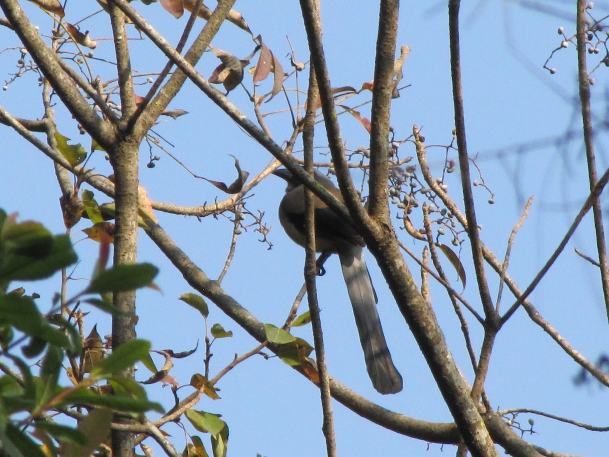 Gray Treepie - ML615734086