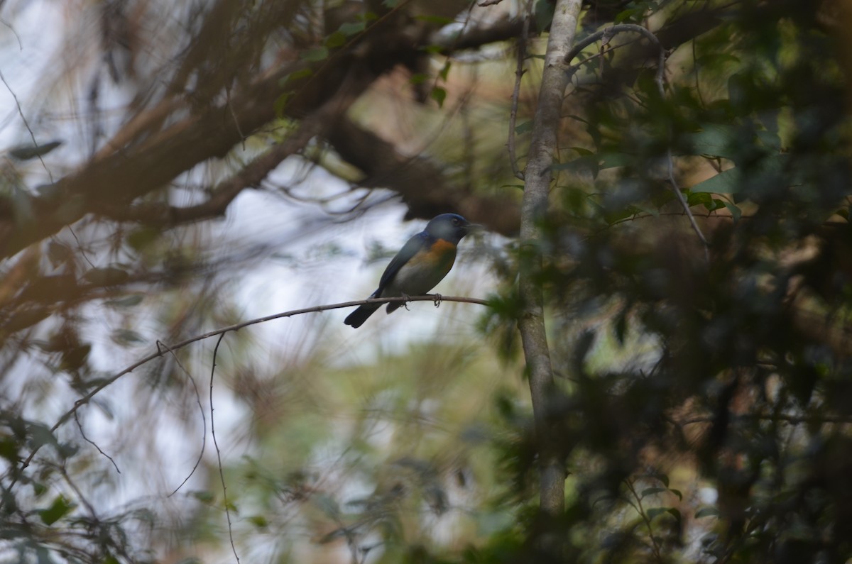 Tickell's Blue Flycatcher - Karthikeyan G B