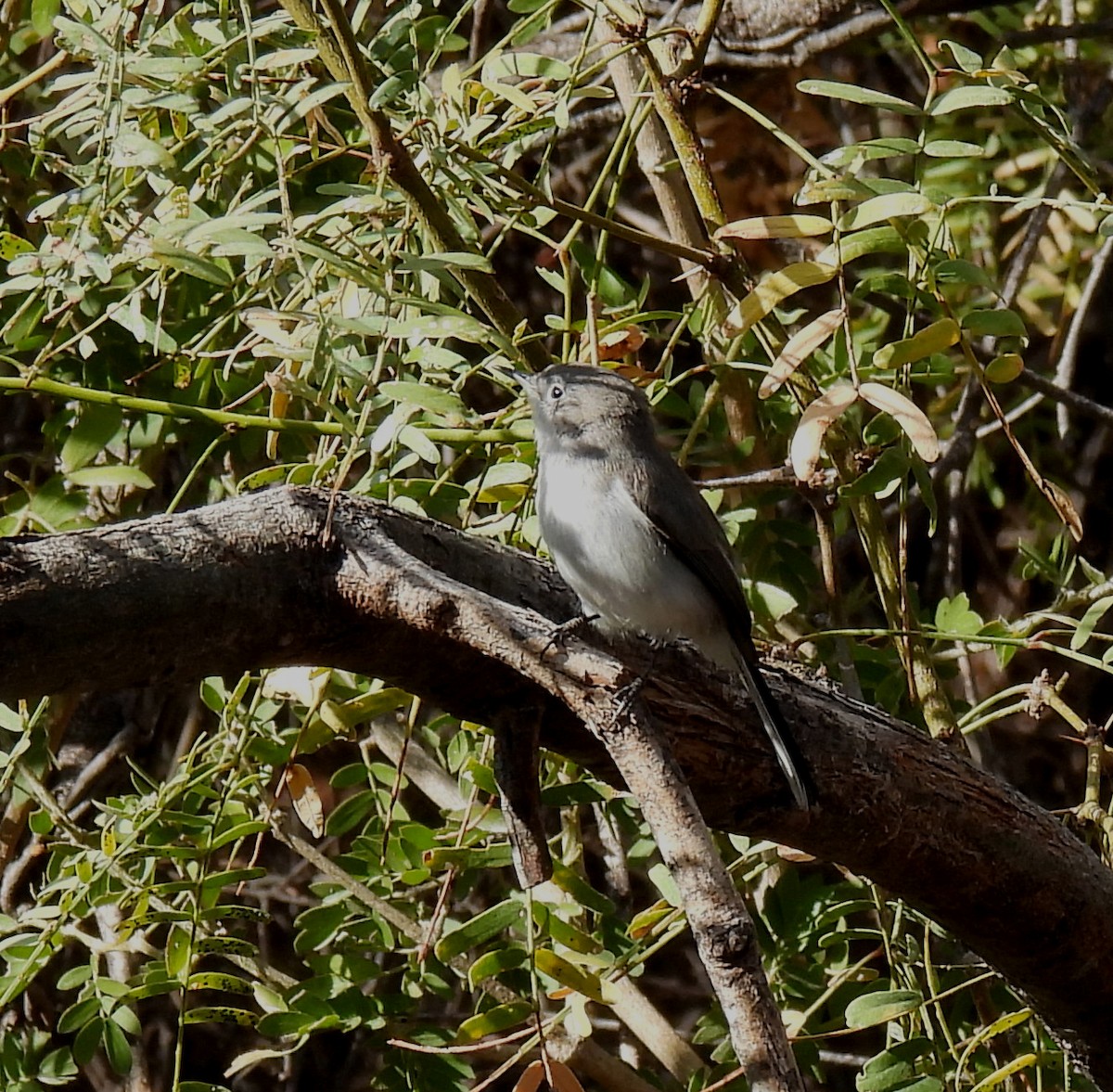 Blue-gray Gnatcatcher - Mary Tannehill