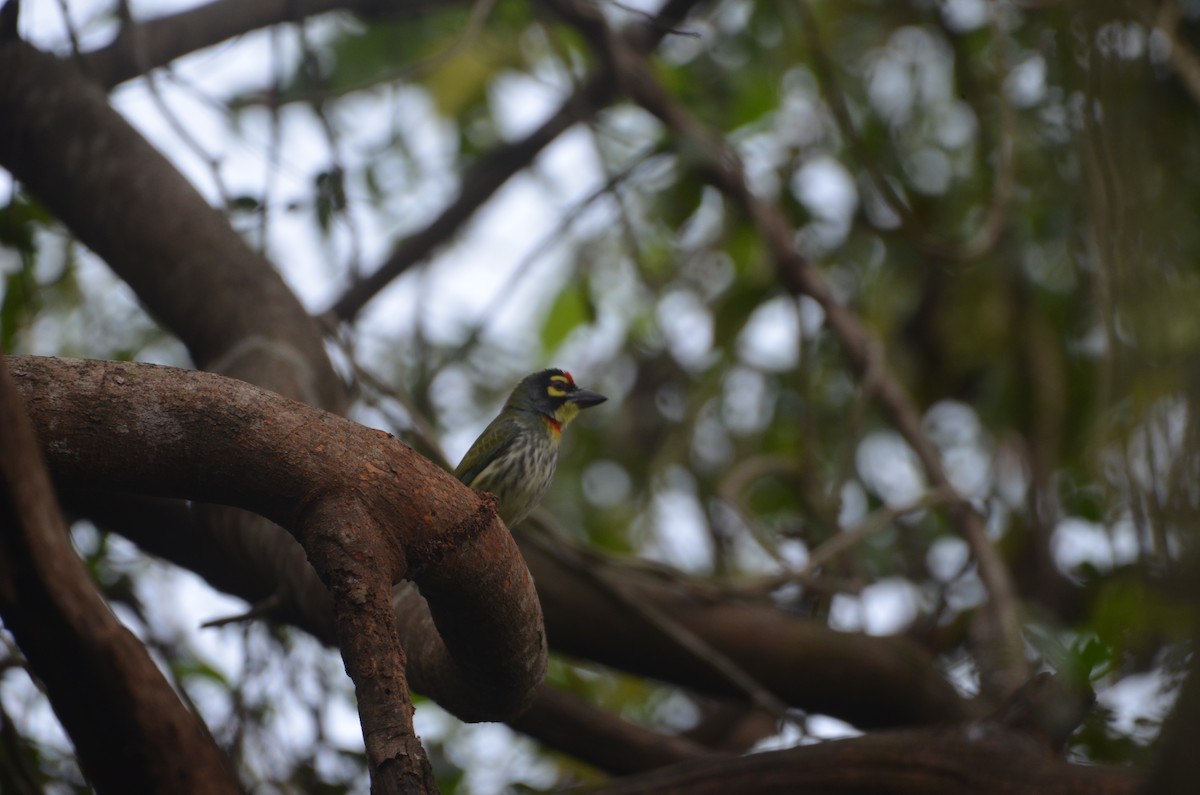 Coppersmith Barbet - ML615734112