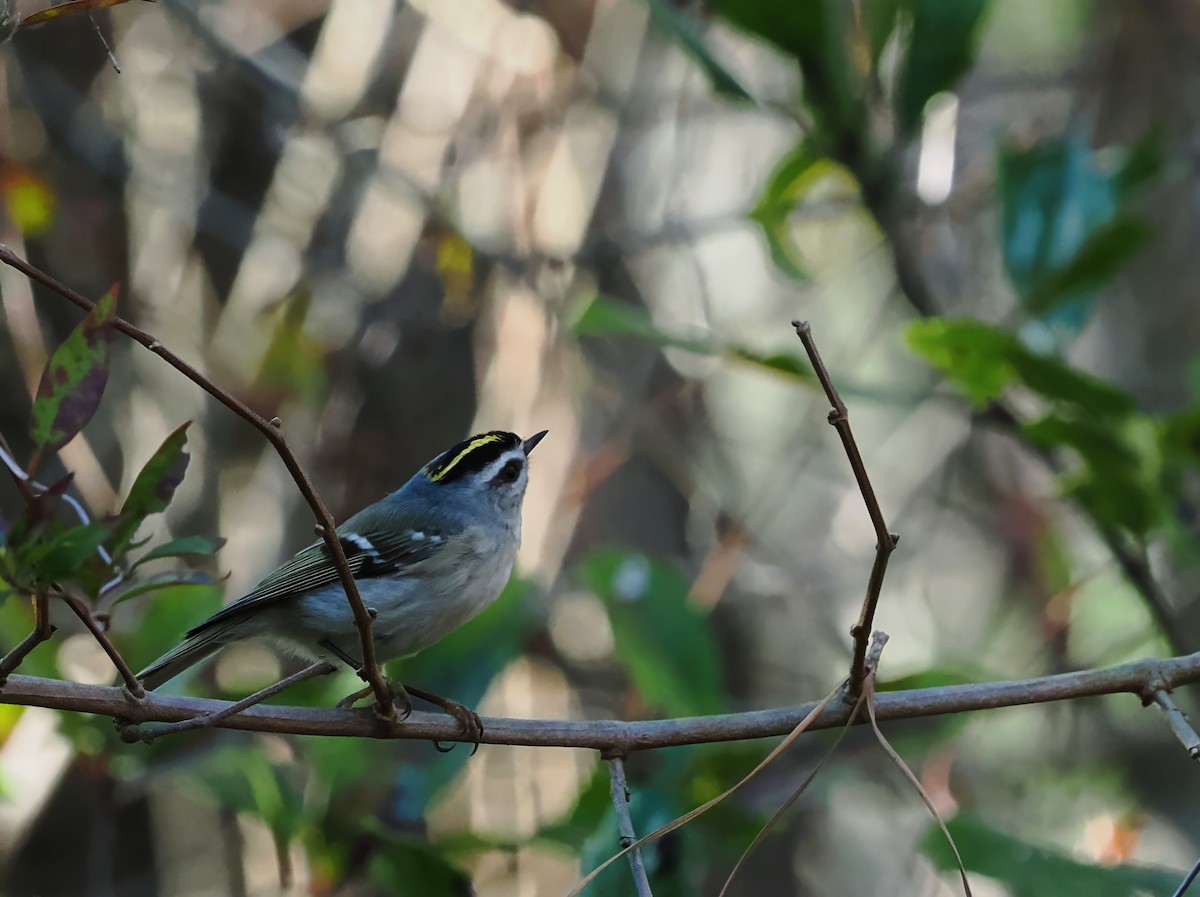 Golden-crowned Kinglet - ML615734126