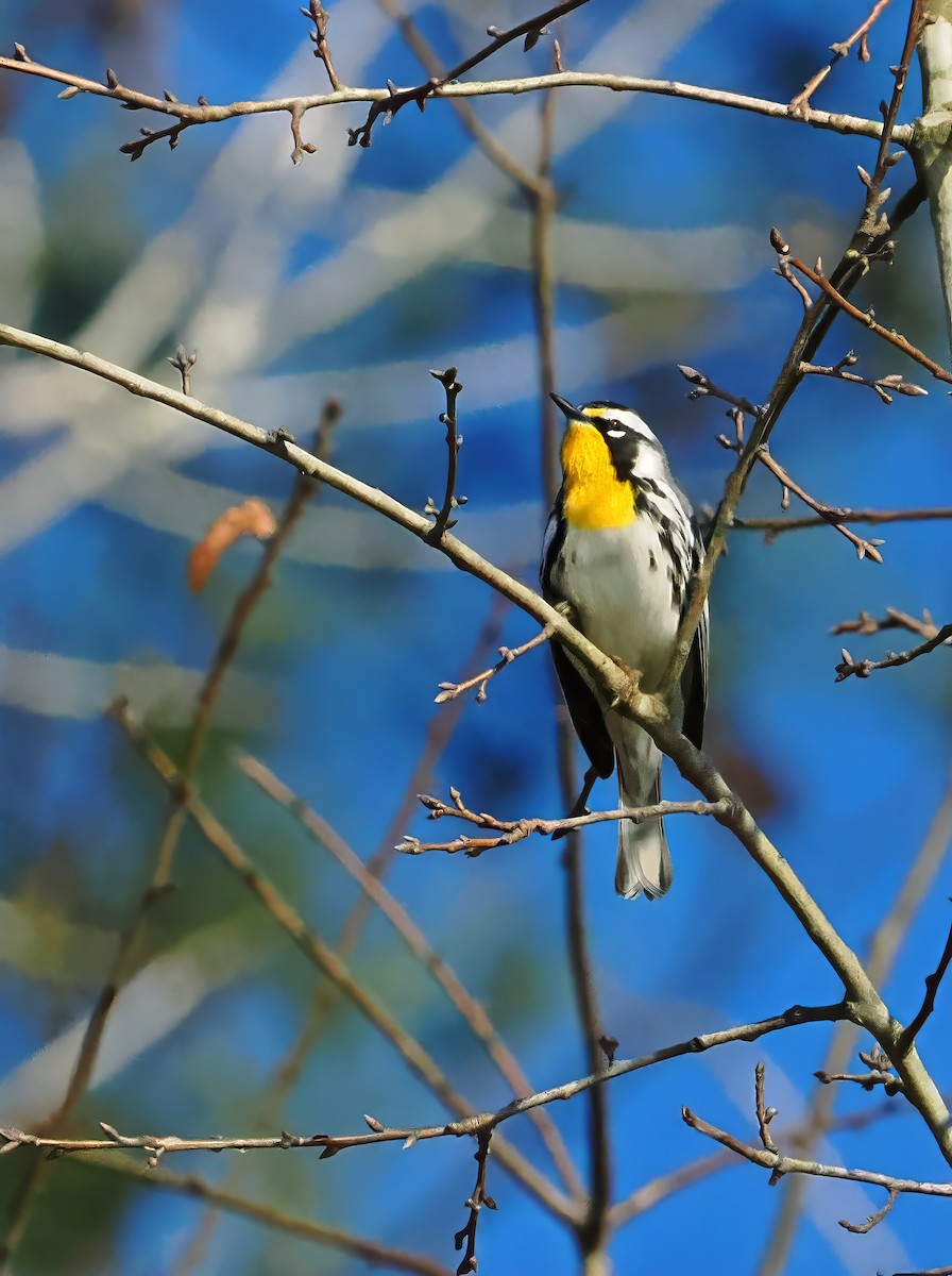 Yellow-throated Warbler - ML615734128