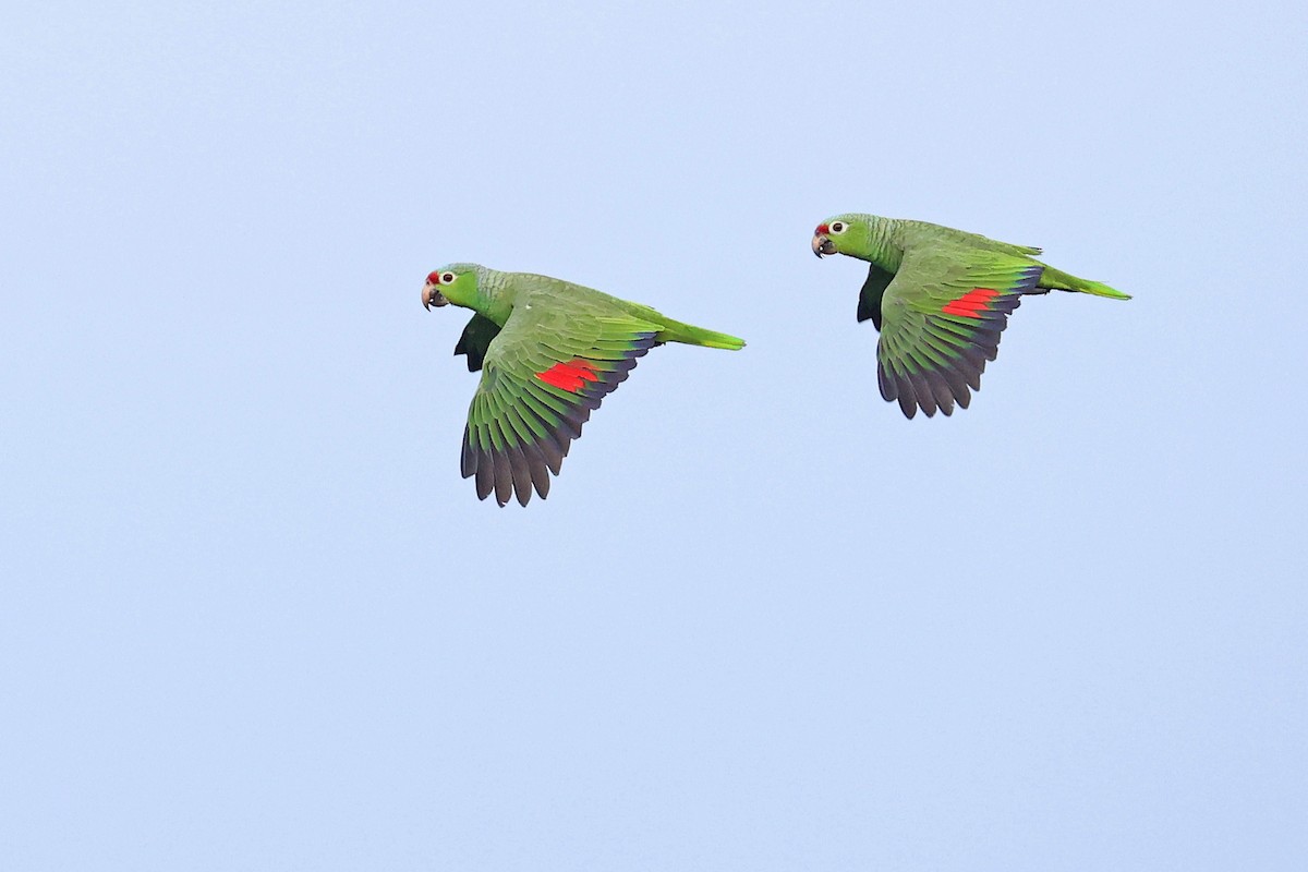 Red-lored Parrot (Red-lored) - ML615734143