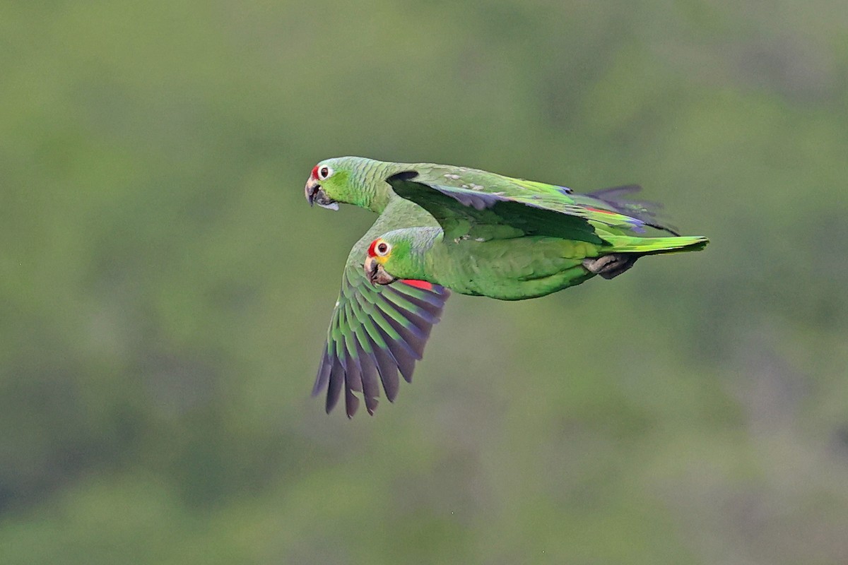 Red-lored Parrot (Red-lored) - ML615734147