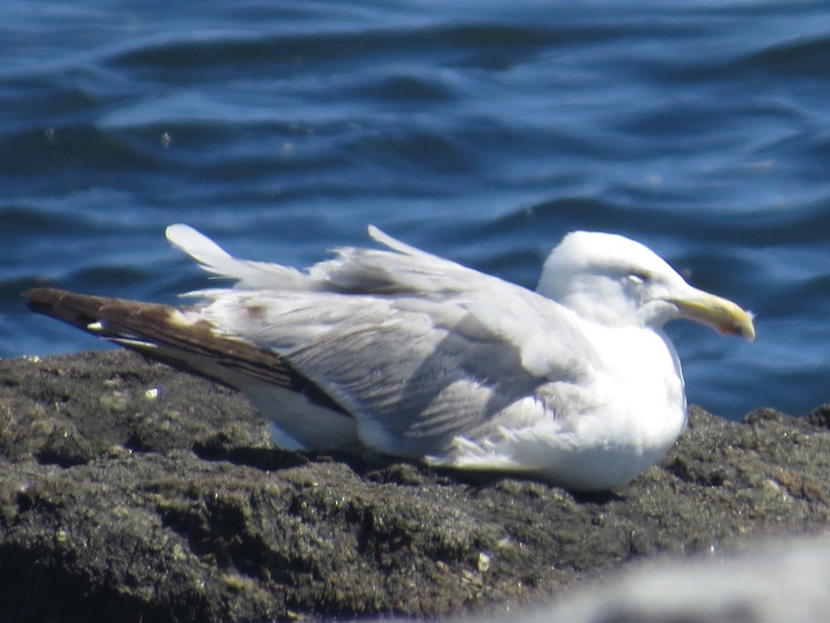 Gaviota Argéntea - ML61573421