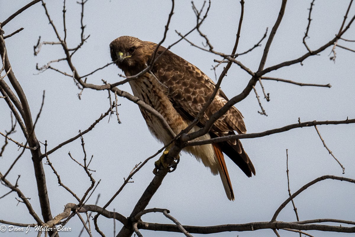 Red-tailed Hawk - ML615734233