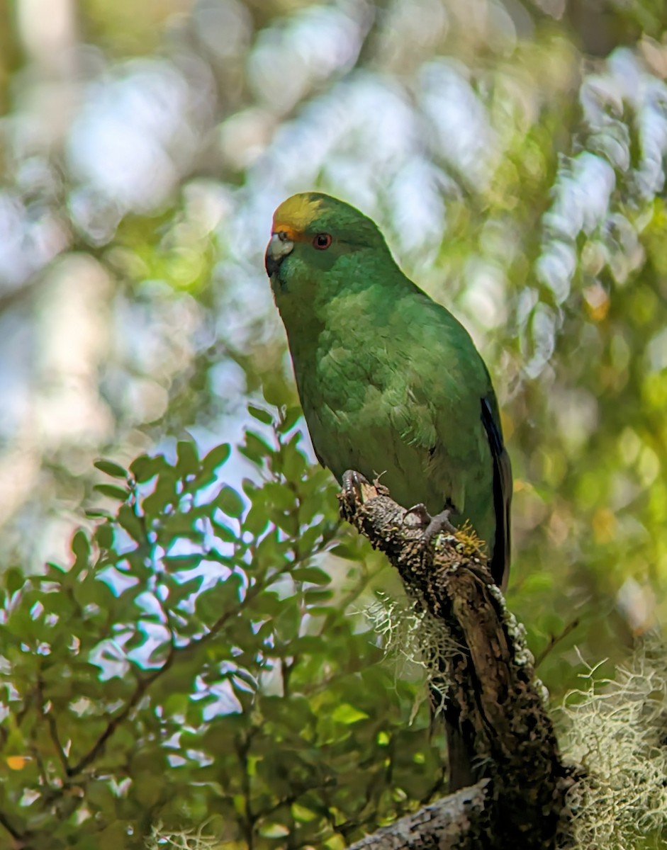 Malherbe's Parakeet - ML615734241