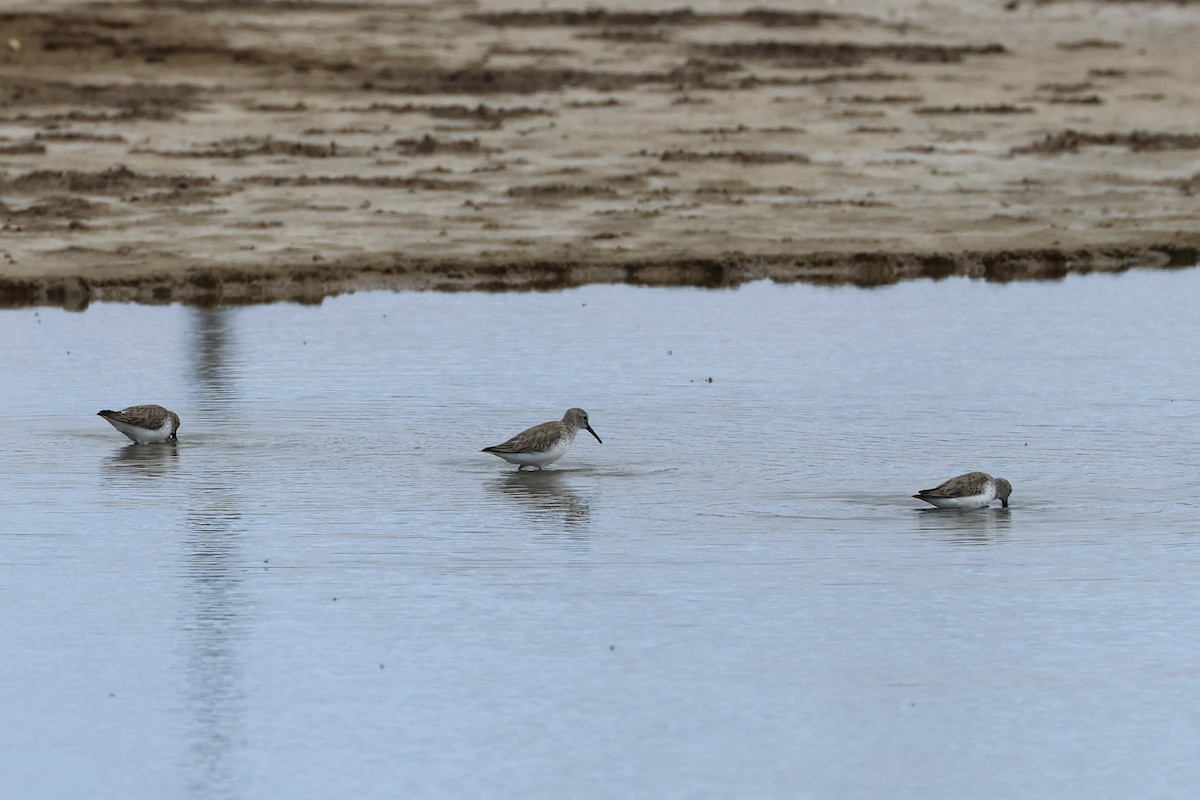 Dunlin - ML615734250