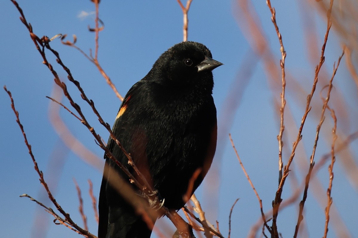 Red-winged Blackbird - Anonymous