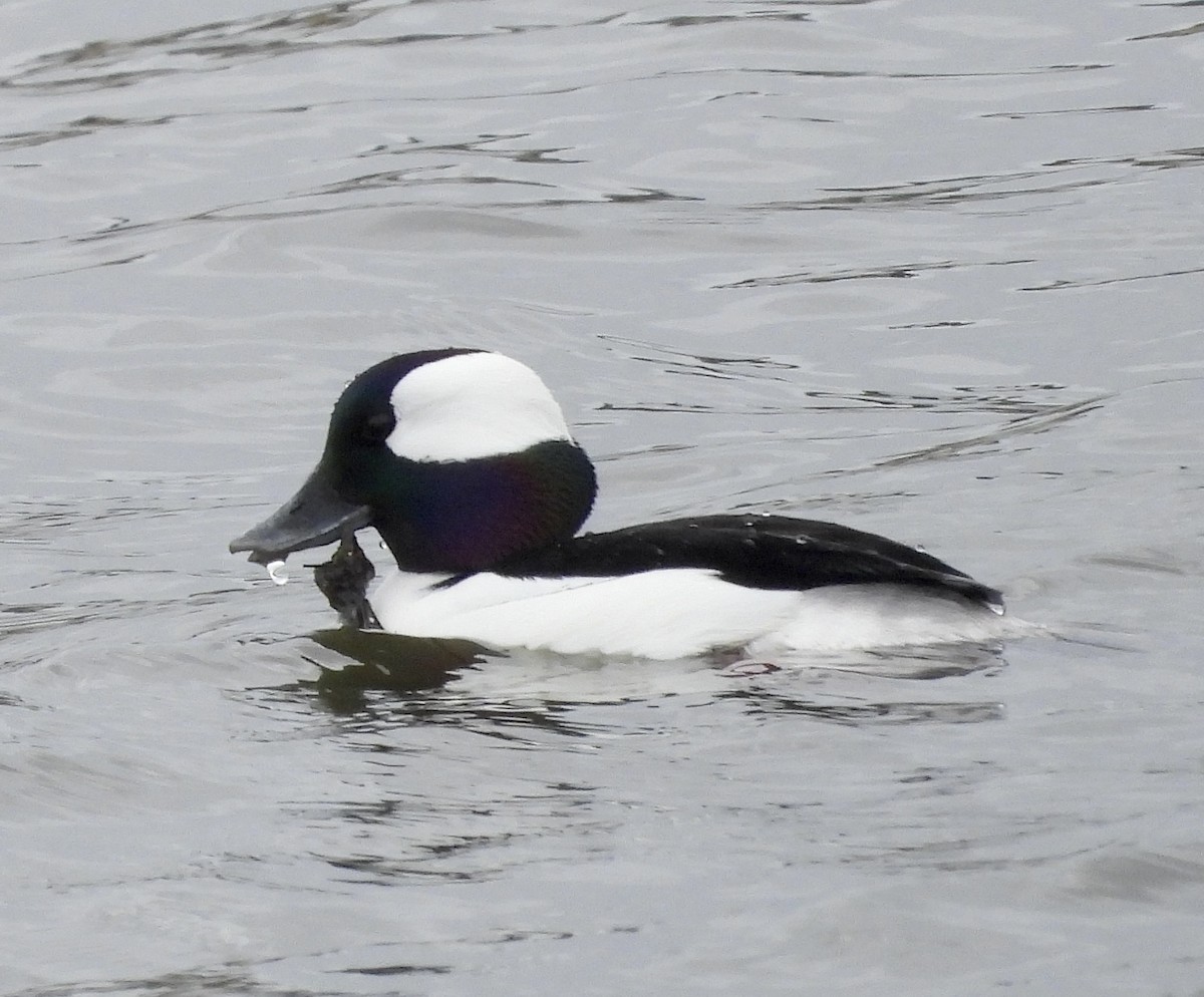 Bufflehead - ML615734312