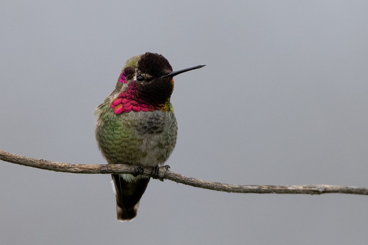 Colibrí de Anna - ML615734336