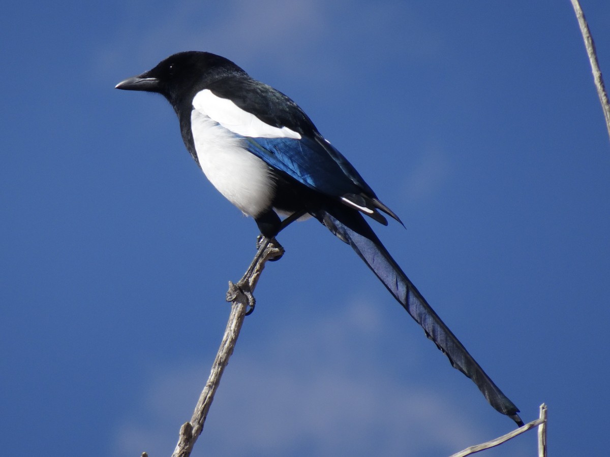 Black-billed Magpie - Randy Coons