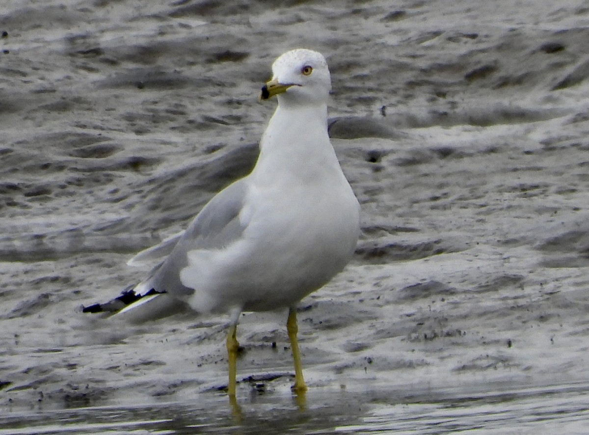 Western Gull - Cathie Canepa