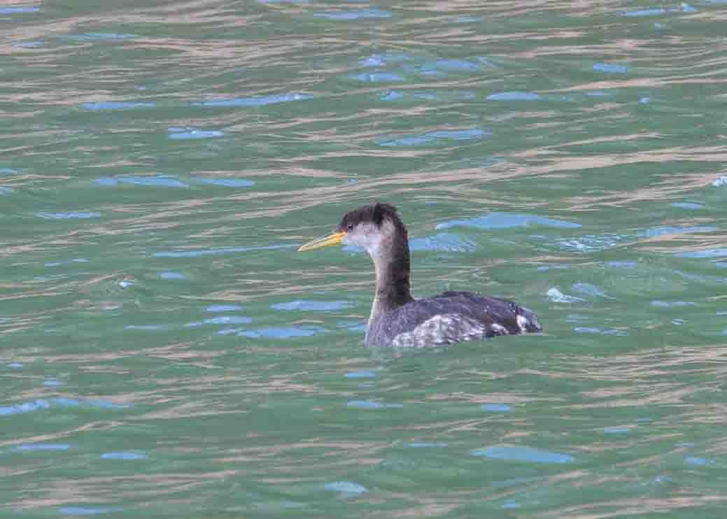 Red-necked Grebe - ML615734398