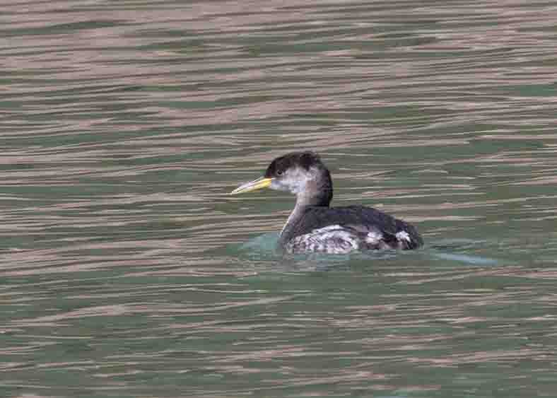 Red-necked Grebe - ML615734400