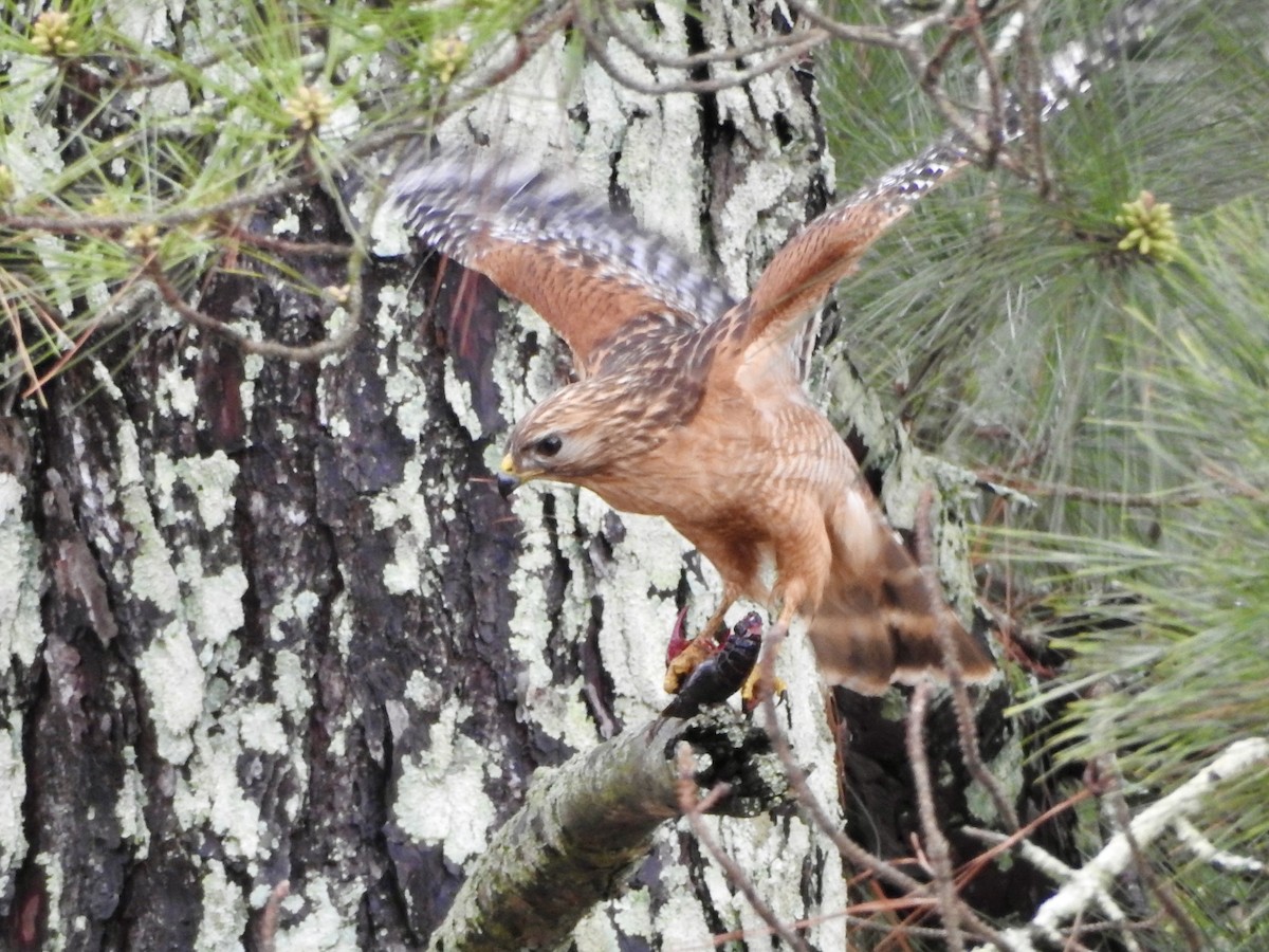 Red-shouldered Hawk (lineatus Group) - Melanie Furr