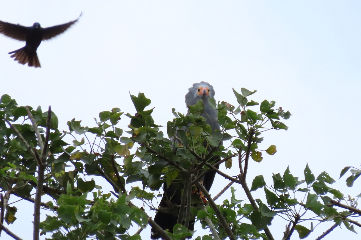 African Harrier-Hawk - ML615734422