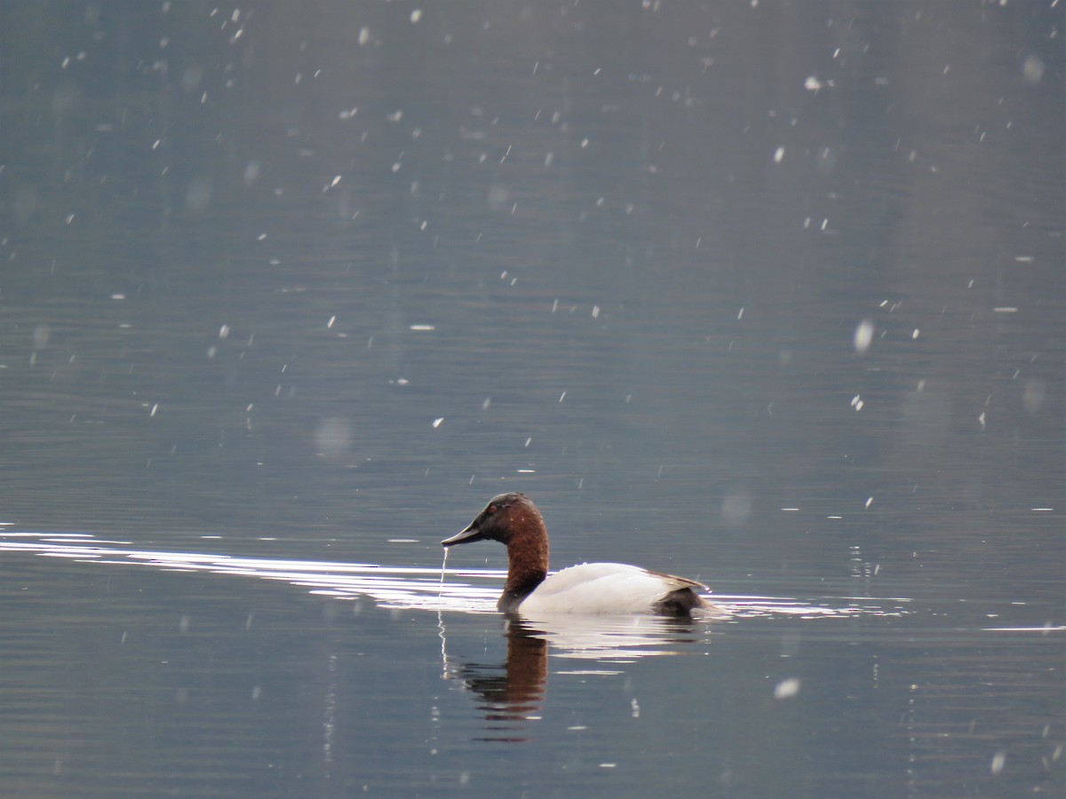 Canvasback - ML615734448