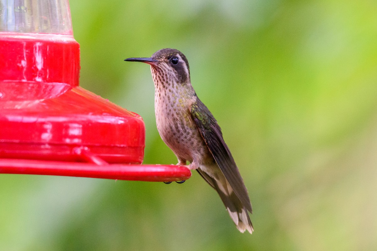 Speckled Hummingbird - Yvonne Burch