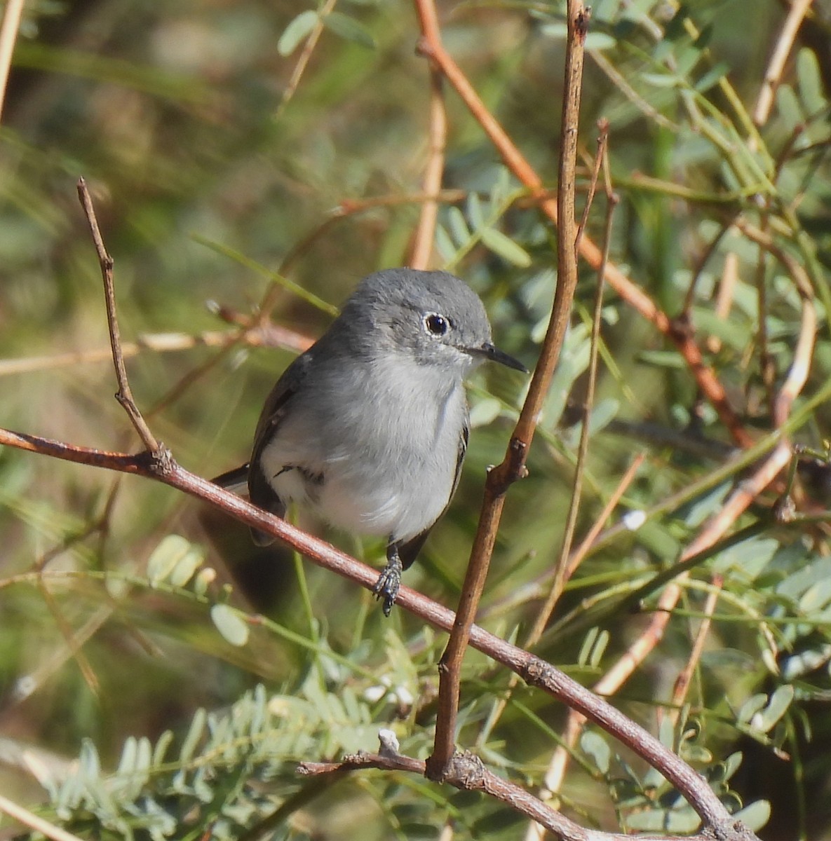 Blue-gray Gnatcatcher - Mary Tannehill