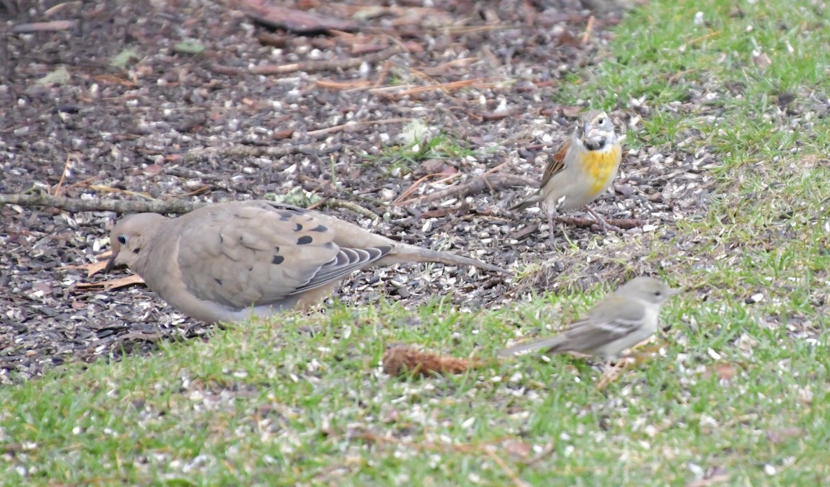 Dickcissel - ML615734555