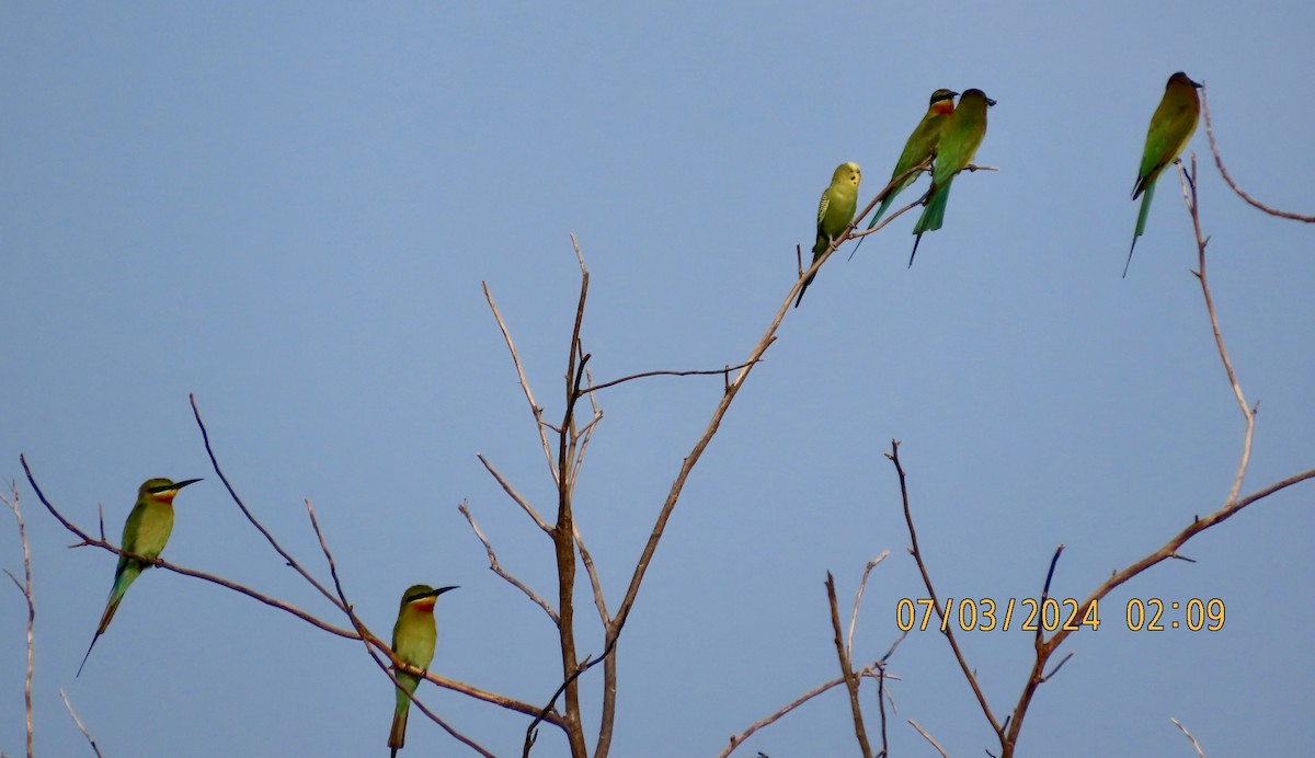 Budgerigar (Domestic type) - ML615734567