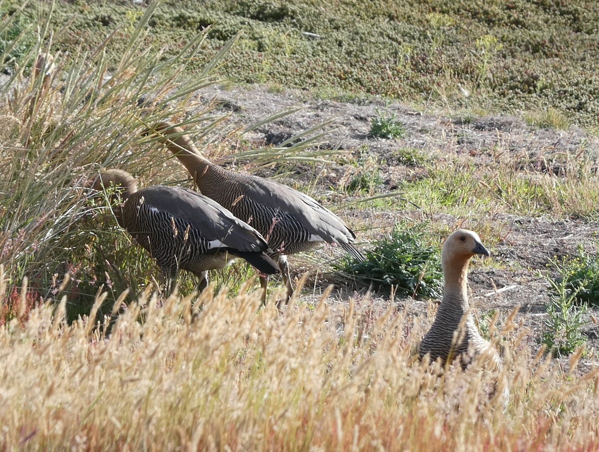 Ruddy-headed Goose - ML615734631