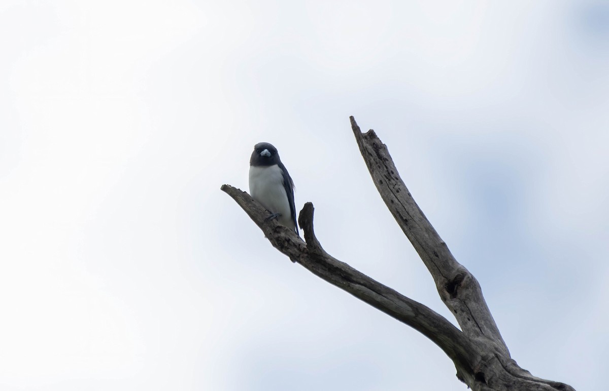 White-breasted Woodswallow - Gordon Arthur