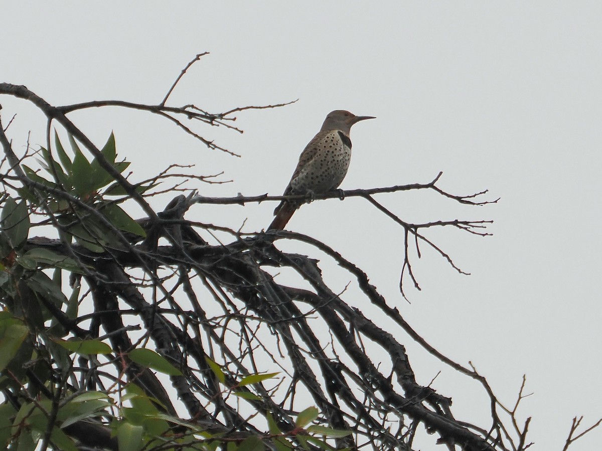 Northern Flicker (Red-shafted) - ML615734958