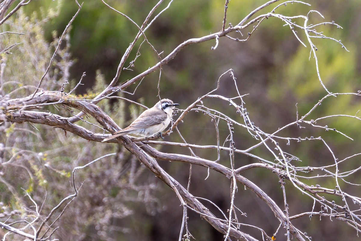 Black-eared Cuckoo - Graham Possingham