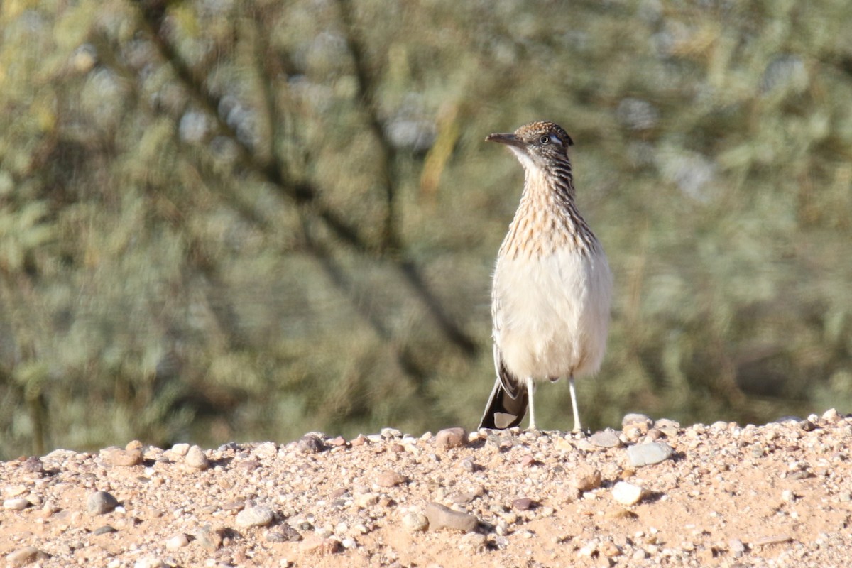 Greater Roadrunner - ML615735005