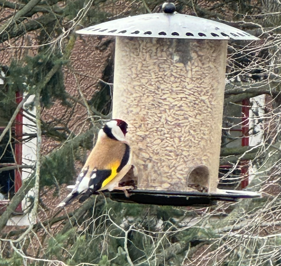 European Goldfinch - ML615735068