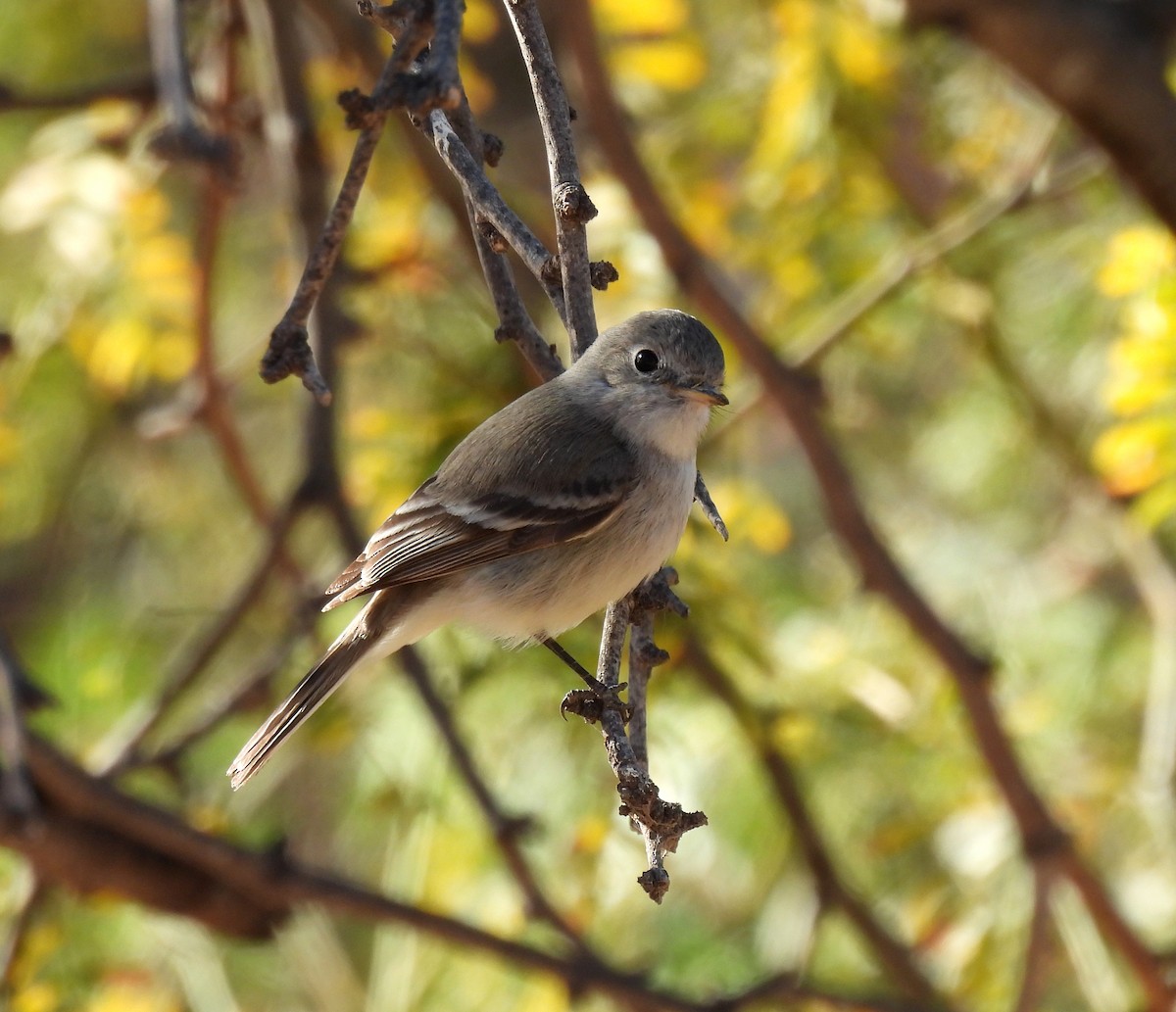 Gray Flycatcher - ML615735070