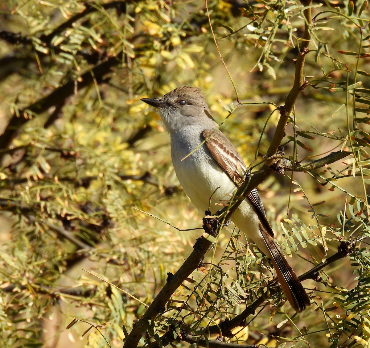 Ash-throated Flycatcher - Mary Tannehill