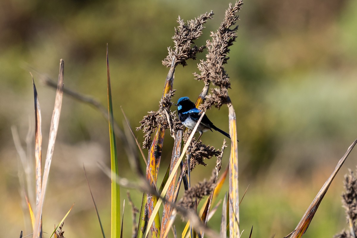 Superb Fairywren - Graham Possingham