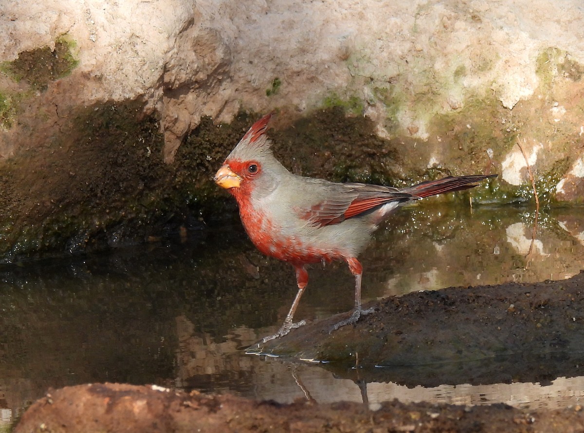 Cardinal pyrrhuloxia - ML615735102