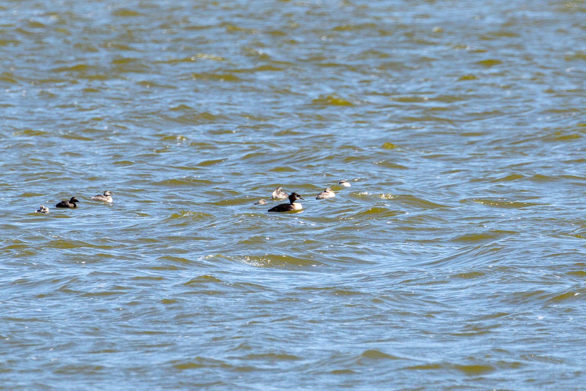 Blue-billed Duck - ML615735144